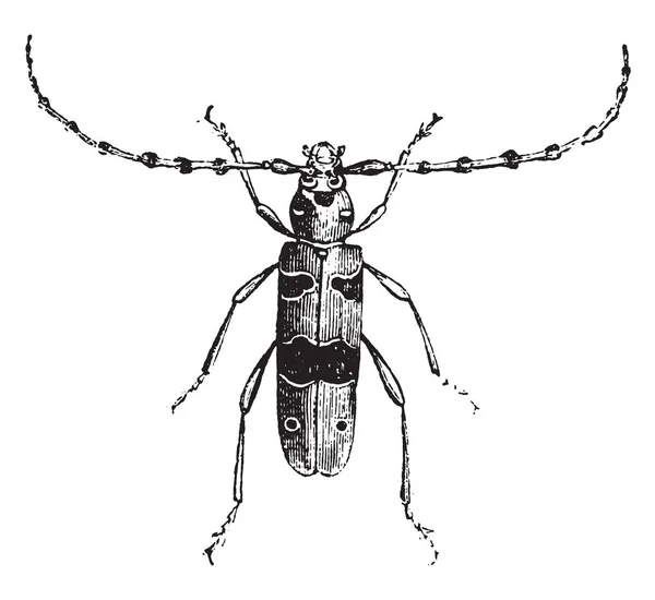 Laubholzbockkäfer Alpin Jahrgangszeichnung Graviert Naturgeschichte Der Tiere 1880 — Stockvektor