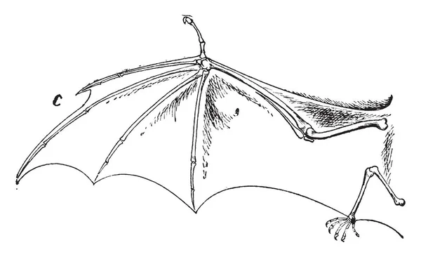 Ala Murciélago Que Hay Dos Tipos Clasificación Homología Analogía Dibujo — Archivo Imágenes Vectoriales