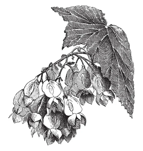 Ramo Flores Begonia Madame Lesseps Está Inclinado Hacia Abajo Las — Archivo Imágenes Vectoriales