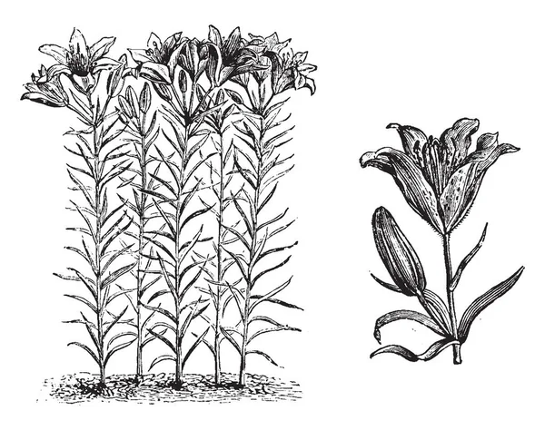 Tallo Planta Lilium Davuricum Crece Dos Tres Pies Altura Las — Vector de stock