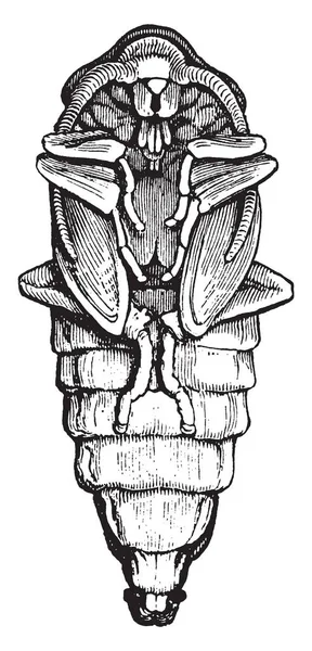Pupa Будинок Літати Має Повний Метаморфози Різних Яйце Vintage Штриховий — стоковий вектор