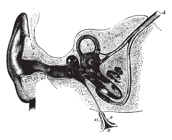 此插图表示通过右耳 复古线条画或雕刻插图的部分 — 图库矢量图片