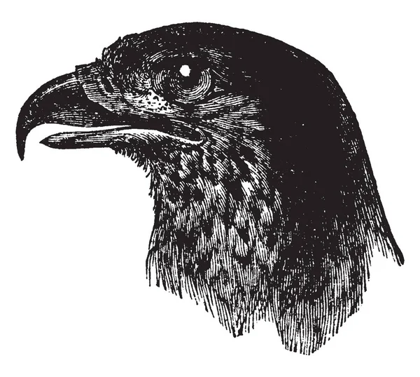 Dit Diagram Vertegenwoordigt Braziliaanse Eagle Hoofd Vintage Lijntekening Gravure Illustratie — Stockvector