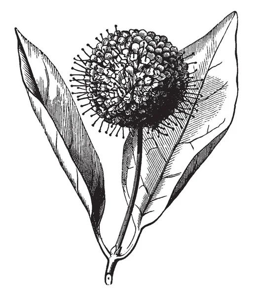 Cephalanthus Planta Com Flor Arbusto Decíduo Desenho Linha Vintage Gravura — Vetor de Stock