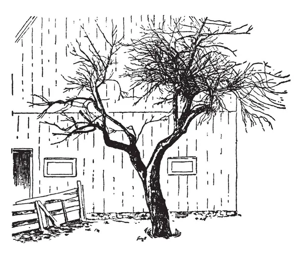 在这个图像是原始的麦金托什苹果树 复古线条画或雕刻插图 — 图库矢量图片