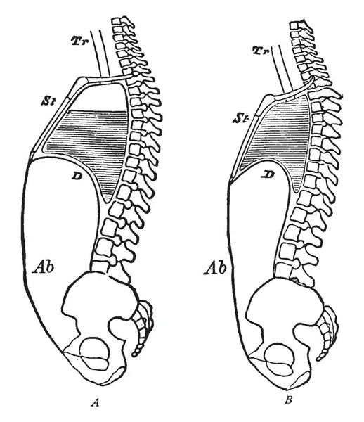 Cette Illustration Représente Les Changements Cours Respiration Dessin Ligne Vintage — Image vectorielle