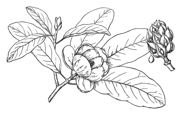 Imagem Mostra Ramo Sweetbay Magnolia Plant Juntamente Com Sua Flor — Vetor de Stock