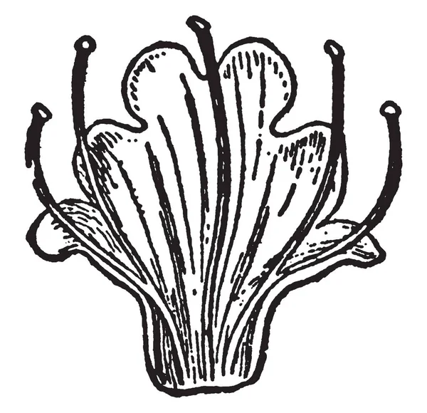 Bu resim gösteren tam büyüyen içinde yerel Viper'ın, bugloss Avrupa ve Asya, vintage çizgi çizme ve gravür illüstrasyon çiçektir.