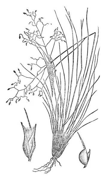 Lower Side Grass Bunch Upper Part Thin Long Flowers Emerge — Stock Vector