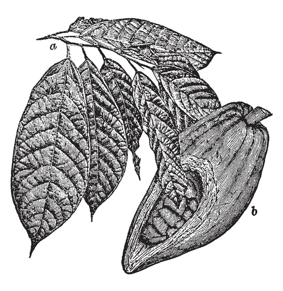 프레임에서 코코아 나뭇잎과 코코아 되었습니다 과일의 다진된 코코아 빈티지 그림에 — 스톡 벡터