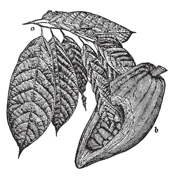 在这个框架中 可可叶和可可叶的果实被切碎了一半 显示在可可种子 复古线画或雕刻插图 — 图库矢量图片
