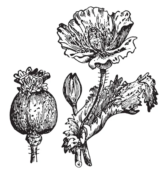 그림은 일컬어 씨앗과 Somniferum의 열매입니다 그것은 양귀비과 빈티지 드로잉 그림에에서 — 스톡 벡터