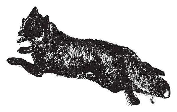 Fox Należące Kilku Rodzajów Rodziny Psowatych Vintage Rysowania Linii Lub — Wektor stockowy