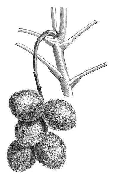 Shluk Ovoce Vlašských Ořechů Juglans Visící Větvi Stromu Ořechy Jsou — Stockový vektor