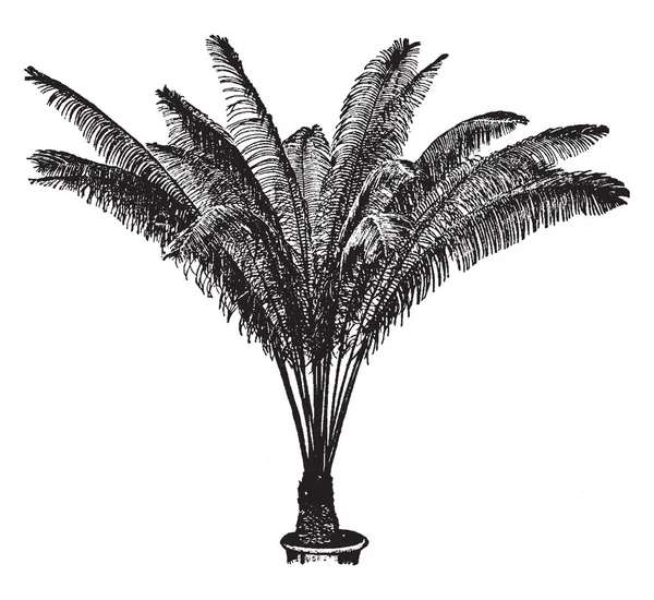ヤシの熱帯の観賞用の木 その葉は 濃い緑と Circinate 種子は トランク ビンテージの線の描画や彫刻の図の上部に渦巻き状に配置されて変更された葉の縁に沿って負担します — ストックベクタ