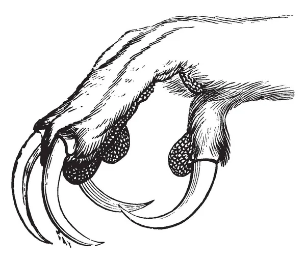 Podnóża Puchacz Ostrymi Szponami Chwytania Zdobyczy Vintage Rysowania Linii Lub — Wektor stockowy