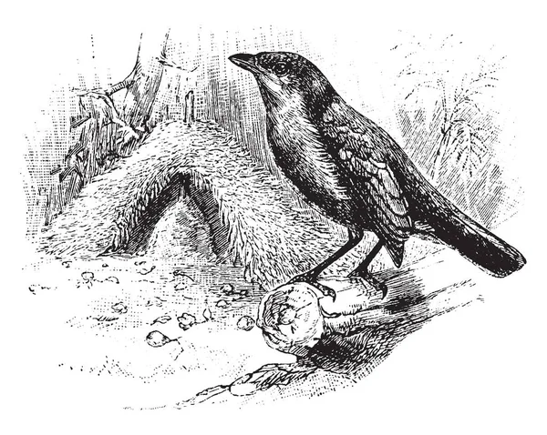 Vogelkop ニワシドリはバウアーバーズ コマドリ ビンテージの線の描画や彫刻イラストの Ptilonorhynchidae 家族の鳥 — ストックベクタ