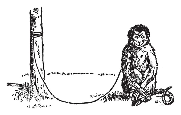 Μαϊμού Δεμένη Ξύλινη Ράβδο Σχοινί Εκλεκτής Ποιότητας Γραμμικό Σχέδιο Απεικόνιση — Διανυσματικό Αρχείο