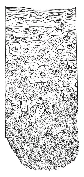 ภาพน แสดงให วนต ดของ Epithelium ภาพวาดเส นเทจหร อการแกะสล — ภาพเวกเตอร์สต็อก