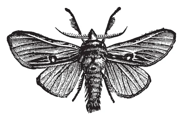 Edemasia은 Concinna 빈티지 — 스톡 벡터