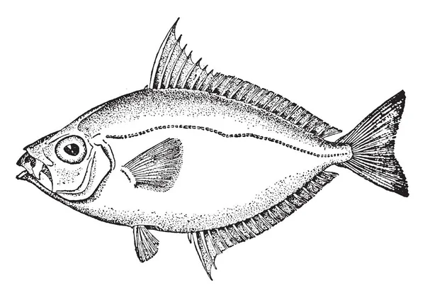 Ortak Ponyfish Ponyfish Leiognathidae Aile Vintage Çizgi Çizme Veya Oyma — Stok Vektör