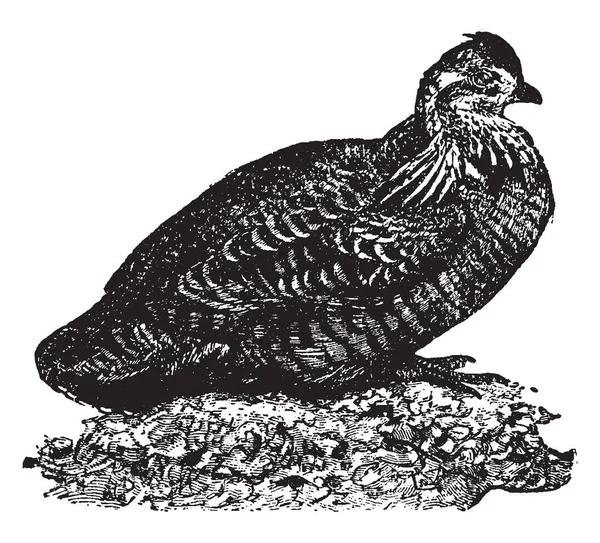 Prairie Kip Populaire Naam Van Het Pinnated Grouse Van Verenigde — Stockvector