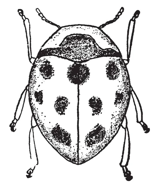 Coccinella Uğur Böceği Vintage Çizgi Çizme Veya Oyma Illüstrasyon Tanıdık — Stok Vektör