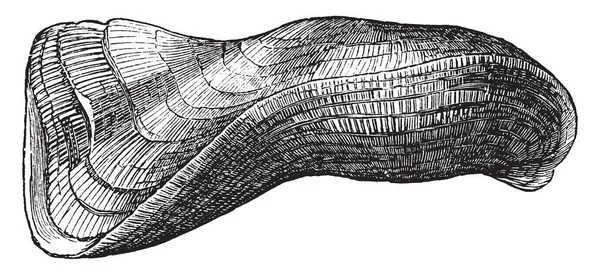 阿尔卡 托尔图奥萨是在印度洋上发现的有些扭曲和条纹的贝壳 复古的线条绘画或雕刻插图 — 图库矢量图片