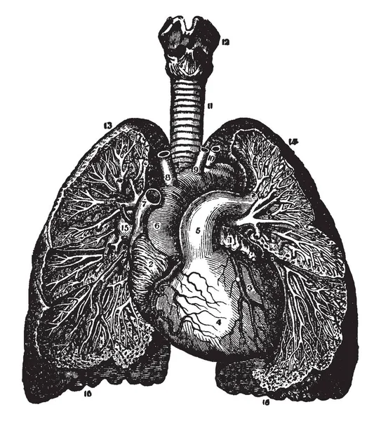 Questa Illustrazione Rappresenta Branchi Vasi Sanguigni Disegno Linee Vintage Incisione — Vettoriale Stock