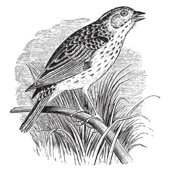Resimde Baird Sparrow Vintage Çizgi Çizme Veya Oyma Illüstrasyon Temsil — Stok Vektör