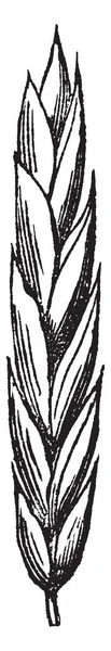 种子生长在两侧 图片的顶部是前臂 和下部是有点厚 复古线条画或雕刻插图 — 图库矢量图片