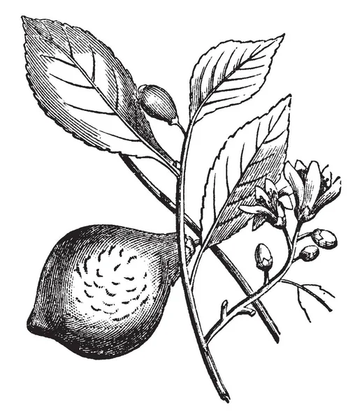 Planta Cítrica Con Cítricos Brotes Flores Dibujo Línea Vintage Ilustración — Archivo Imágenes Vectoriales