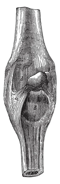 Ligaments Superficiels Carpe Dans Lesquels Trouve Ligament Annulaire Postérieur Dessin — Image vectorielle