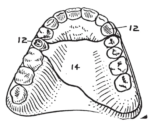 Искусственный Набор Верхней Нижней Части Зубов Рисунок Винтажной Линии Гравировка — стоковый вектор