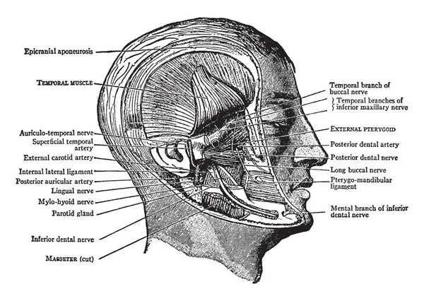 Cette Illustration Représente Les Muscles Région Ptérygoïde Dessin Ligne Vintage — Image vectorielle