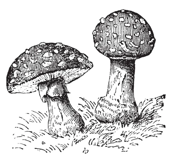 Sur Cette Photo Deux Formes Différentes Certificats Champignons Capuchon Est — Image vectorielle