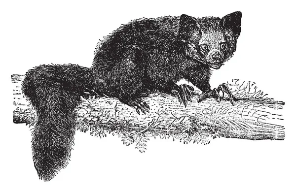 Baş üstüne bir lemur ve Madagaskar, vintage çizgi çizme veya oyma illüstrasyon için yerel bir strepsirrhine primat olduğunu.