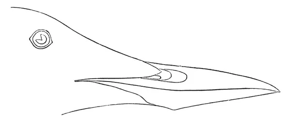 Kalifornischer Trottellummenschnabel Bei Dem Sich Der Obere Unterkiefer Entlang Der — Stockvektor