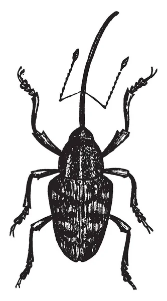 Nut Weevil Dont Régime Alimentaire Compose Principalement Noix Dessin Ligne — Image vectorielle