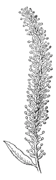 ホワイト柳は短いトランクと広まって 垂れたしだれ枝と広範な丸みを帯びたクラウン その葉は薄くし 狭いです それが大量の Pollain ビンテージの線描画や彫刻イラスト — ストックベクタ