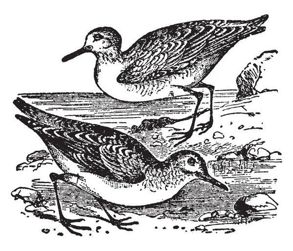 查斯桑德林是一类涉水鸟类的鹬系列 复古线条画或雕刻插图 — 图库矢量图片