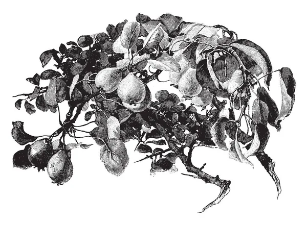 显示野生梨分枝及其果实 复古线条画或雕刻插图的图片 — 图库矢量图片