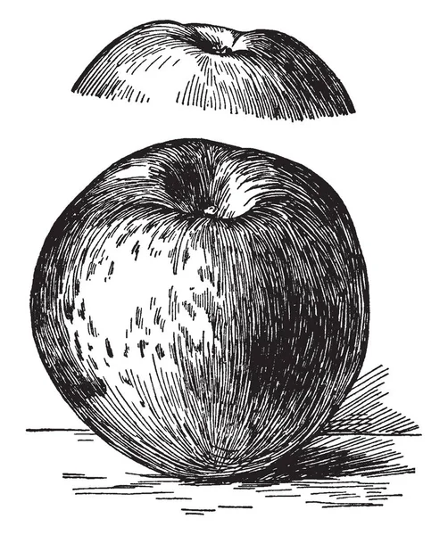 Image Hubbardston Apple Vintage Line Drawing Engraving Illustration — Stock Vector