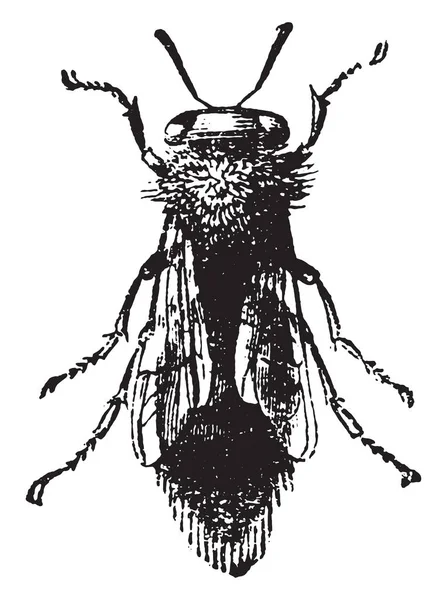 女王蜂 ヴィンテージには 図が刻まれています 1880 動物の自然史 — ストックベクタ