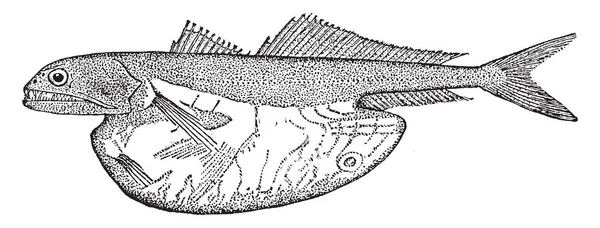 Schwarzer Schwalbenschwanz Ist Ein Dunkler Fisch Vintage Linienzeichnung Oder Gravierillustration — Stockvektor