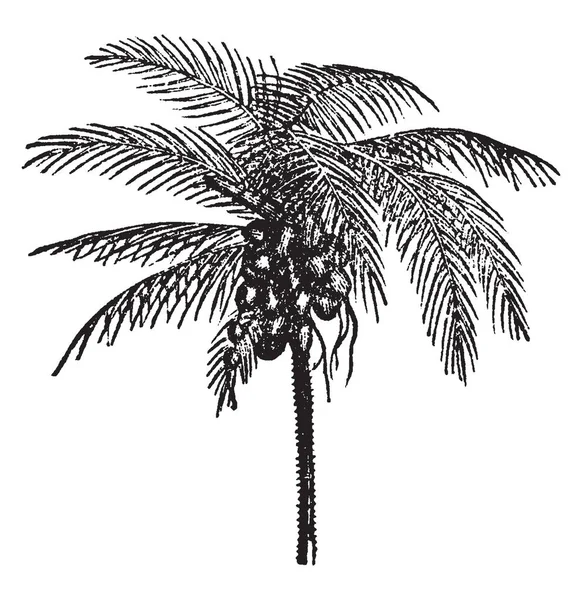 Denna Bild Kokosnöt Träd Med Massor Kokos Det Har Vatten — Stock vektor