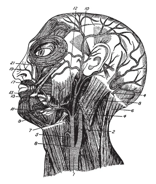 この図は 顔の筋肉 ビンテージの線描画や彫刻イラスト — ストックベクタ
