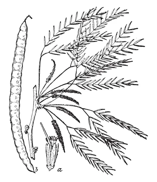 在这幅图中 梅斯基特植物含有40多种小豆科树种 它是几乎圆柱形 直或弯曲或扭曲 复古线条画或雕刻插图 — 图库矢量图片