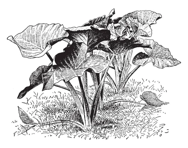 Xanthoceras Sagittifolium 식물을 보여주는 식물은 빈티지 그림을 — 스톡 벡터