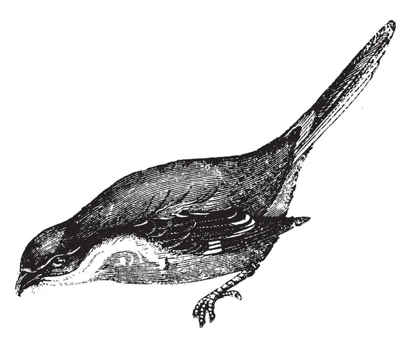 Esta Ilustración Representa Shrike Con Respaldo Rojo Dibujo Línea Vintage — Vector de stock
